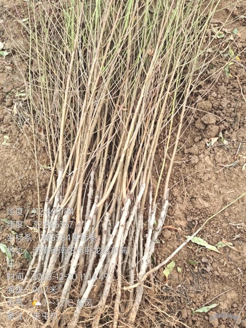 优质春雨血桃苗，超越中桃25的一款血桃苗，苗圃直供