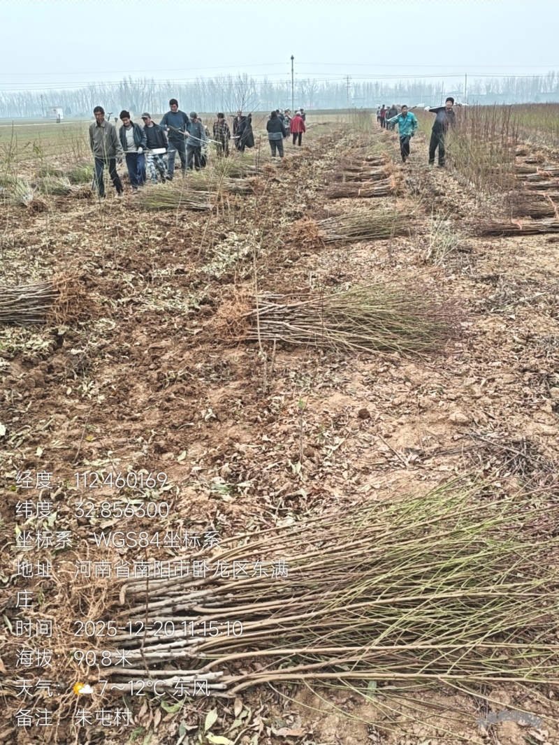 优质春雨血桃苗，超越中桃25的一款血桃苗，苗圃直供