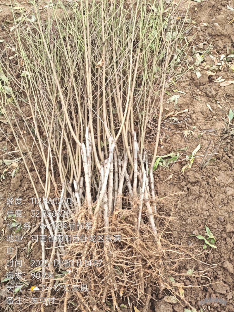 优质春雨血桃苗，超越中桃25的一款血桃苗，苗圃直供