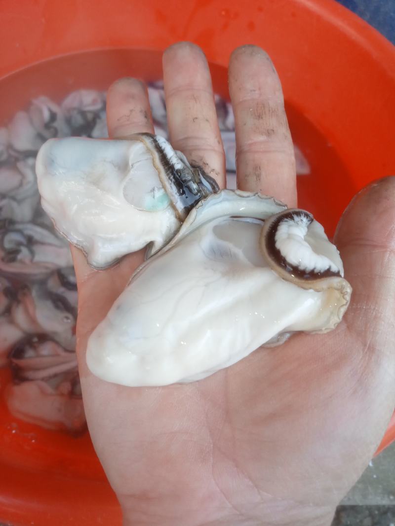蚝油，纯正蚝油，正宗阳江蚝油。