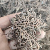 求购紫苑大货干货鲜货