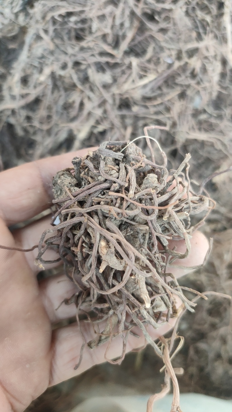 求购紫苑大货干货鲜货