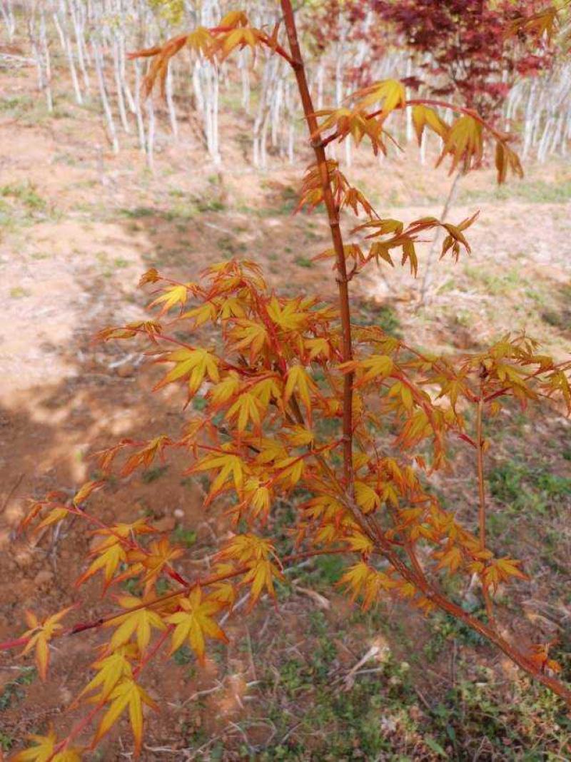 橙之梦日本红枫树苗盆栽黄金枫原生批发苗圃基地