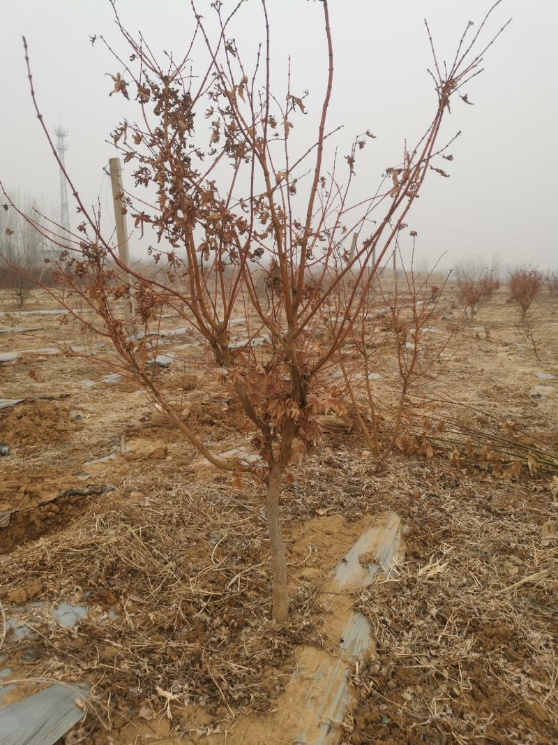 橙之梦日本红枫树苗盆栽黄金枫原生批发苗圃基地