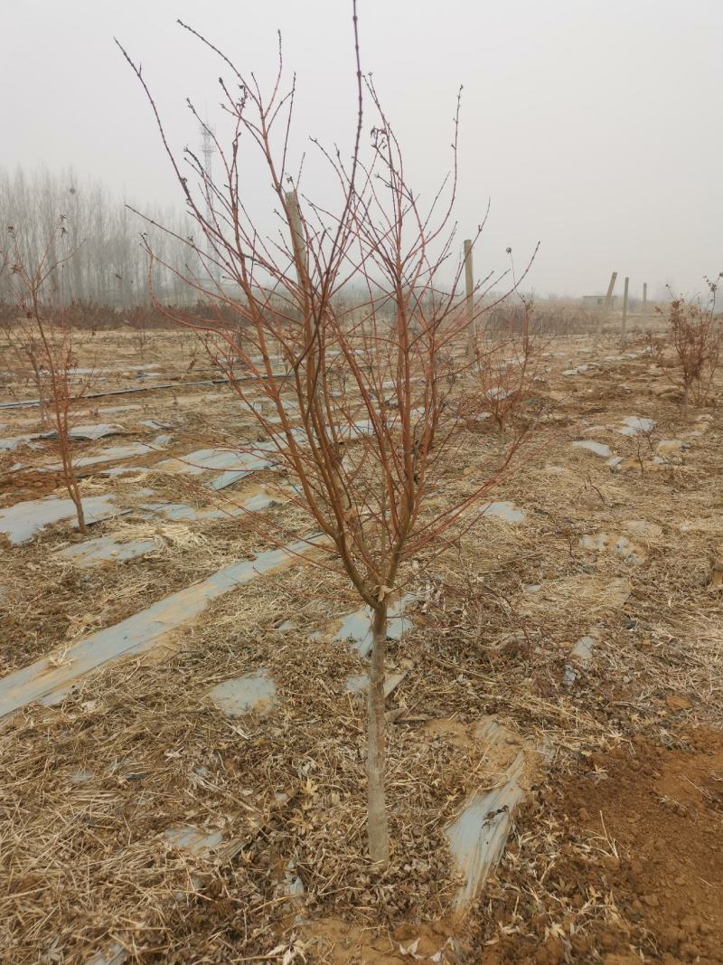 橙之梦日本红枫树苗盆栽黄金枫原生批发苗圃基地