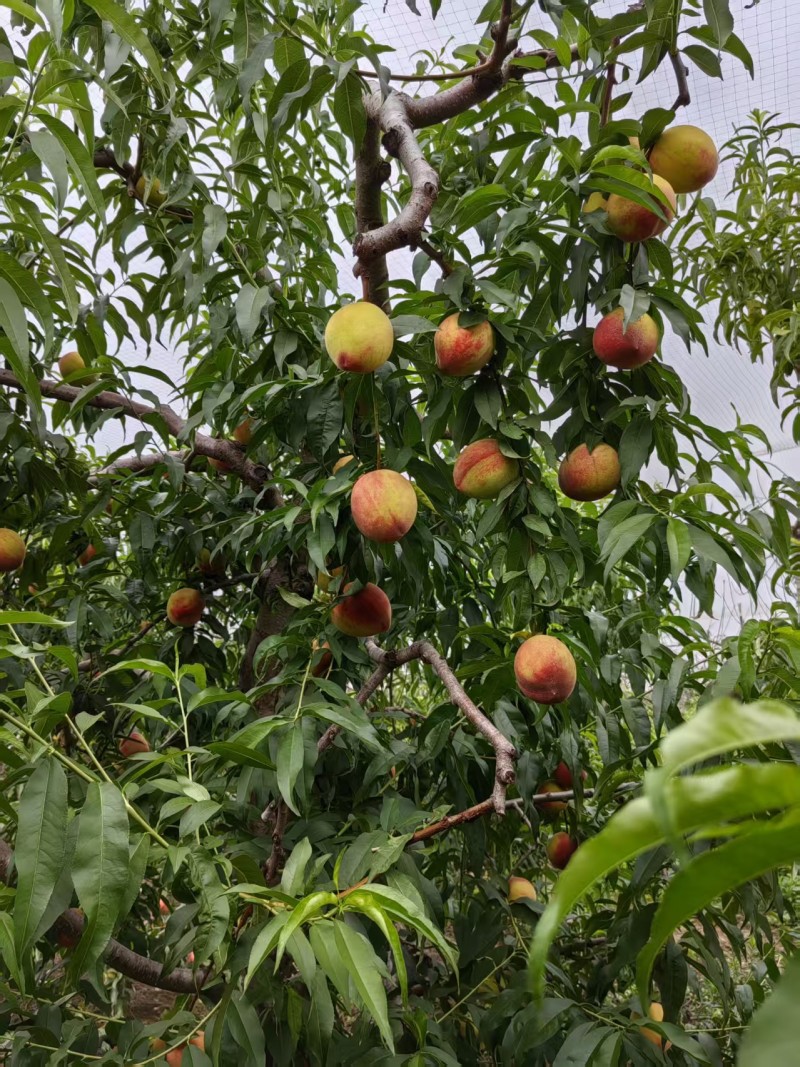 优质春雨血桃苗，超越中桃25的一款血桃苗，苗圃直供