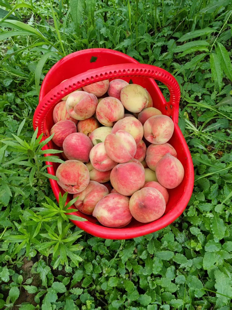 优质春雨血桃苗，超越中桃25的一款血桃苗，苗圃直供