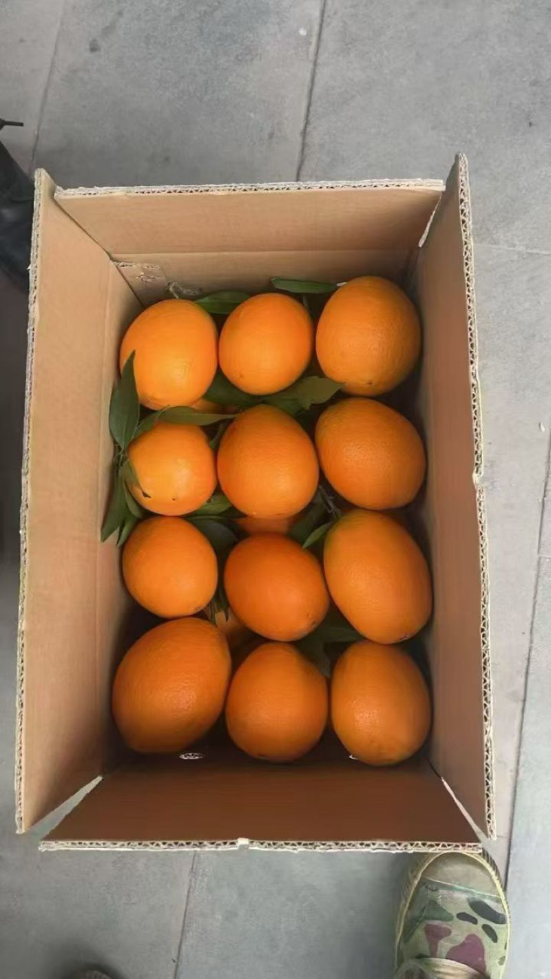 奉节脐橙