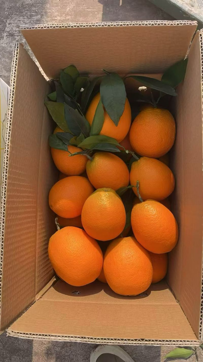 奉节脐橙