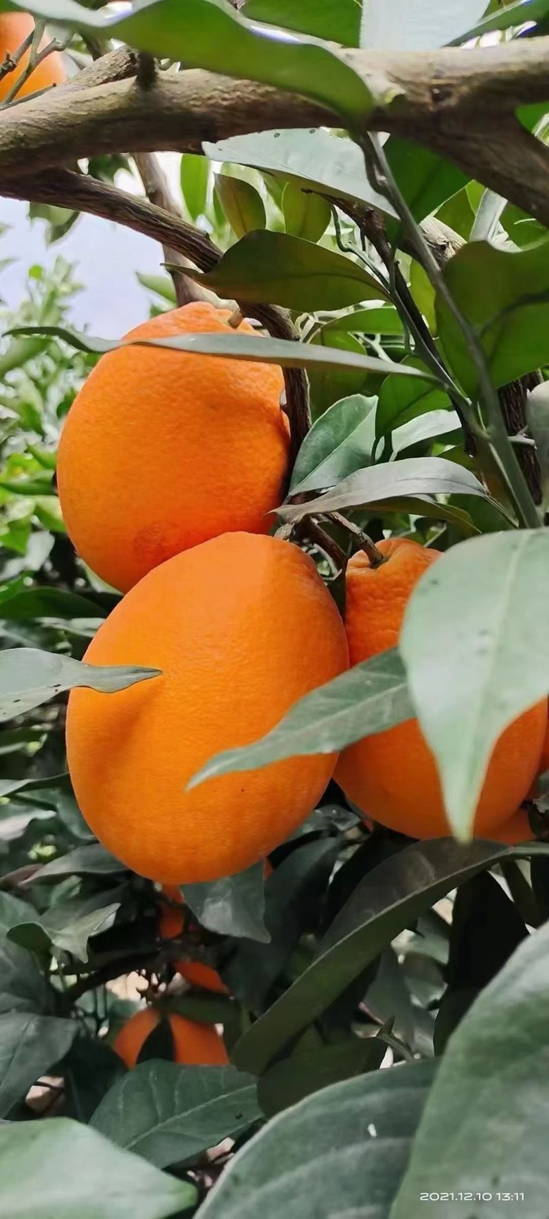 奉节脐橙