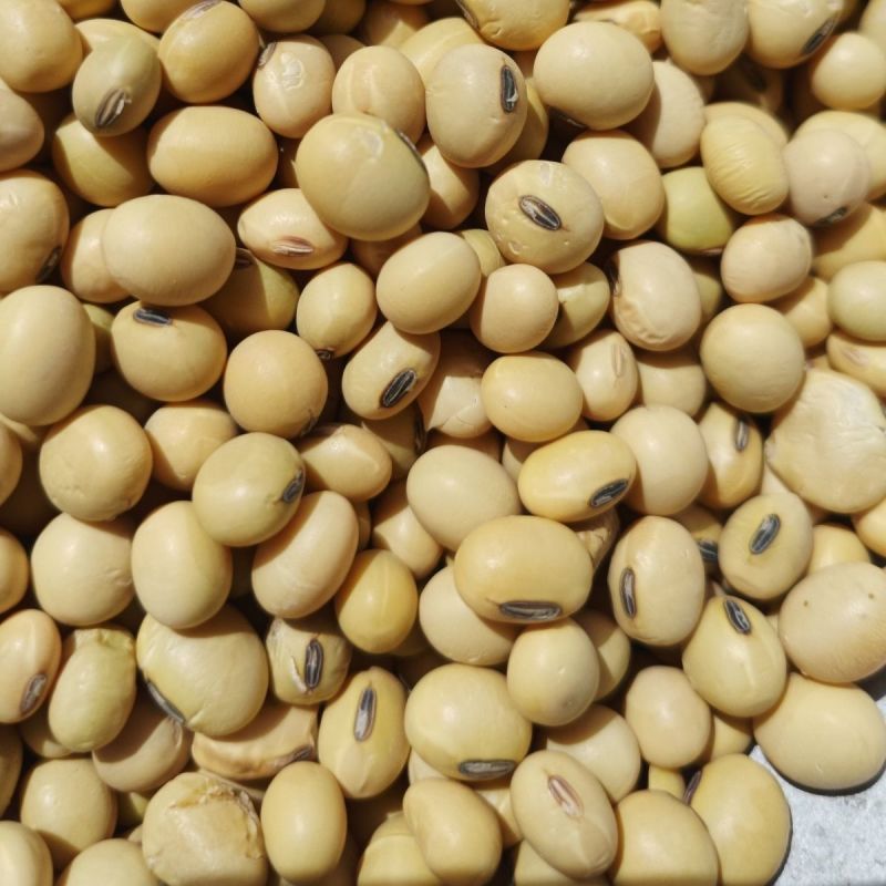 高蛋白大豆黄豆颗粒饱满无坏颗粒无霉变质量保证全国发货
