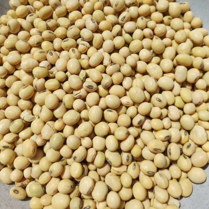 高蛋白大豆黄豆颗粒饱满无坏颗粒无霉变质量保证全国发货