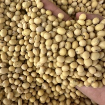 高蛋白大豆黄豆颗粒饱满无坏颗粒无霉变质量保证全国发货