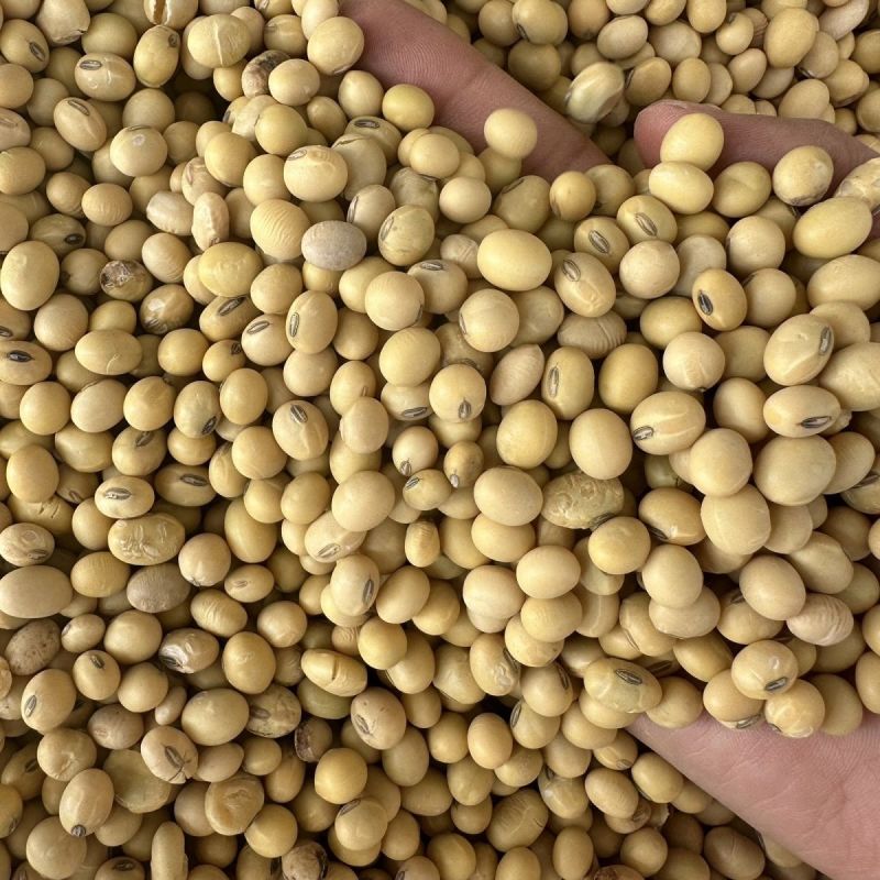 高蛋白大豆黄豆颗粒饱满无坏颗粒无霉变质量保证全国发货