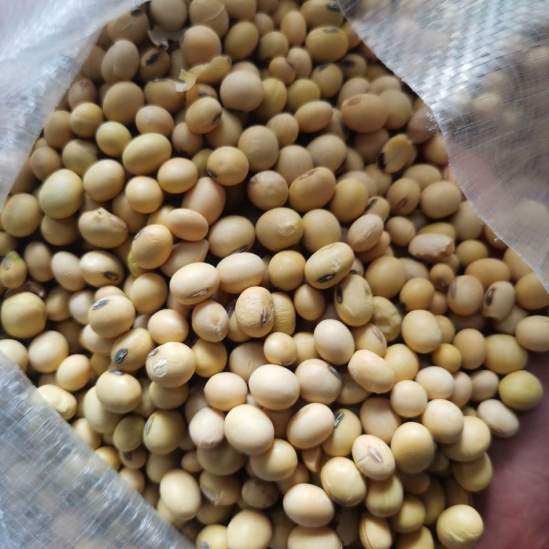 高蛋白大豆黄豆颗粒饱满无坏颗粒无霉变质量保证全国发货