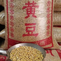黄豆粒高蛋白无霉变无坏颗粒质量保证全国发货**大豆