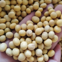 大颗粒黄豆粒无霉变无坏颗粒水分百分之九质量保证全国发货