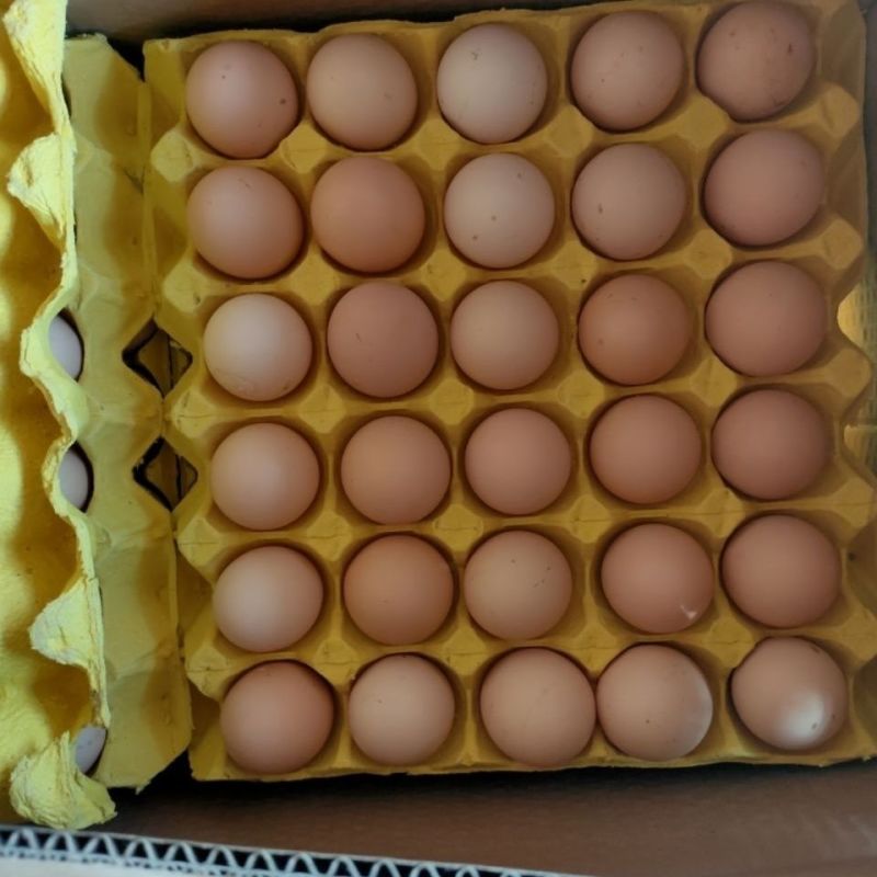 当日新鲜鸡蛋土鸡蛋红壳鸡蛋粉壳鸡蛋质量保证新鲜发货