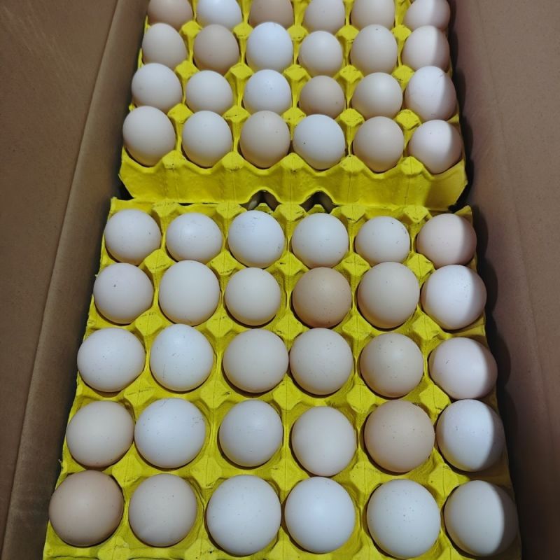 当日新鲜鸡蛋土鸡蛋红壳鸡蛋粉壳鸡蛋质量保证新鲜发货