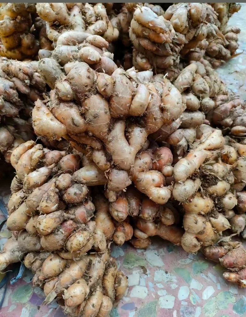 沙姜
