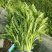 精品茼蒿供应各大市场、超市