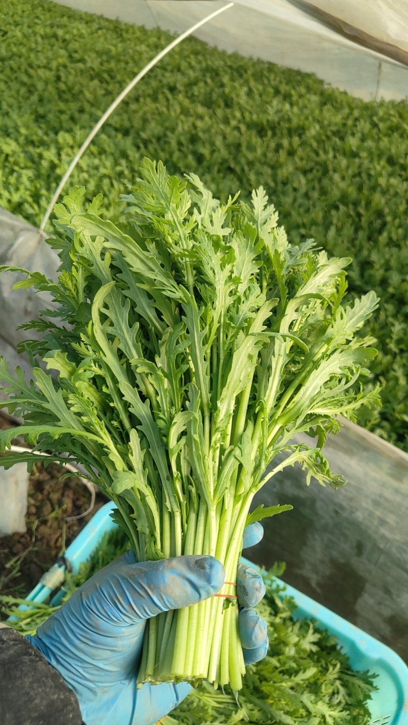 精品茼蒿供应各大市场、超市