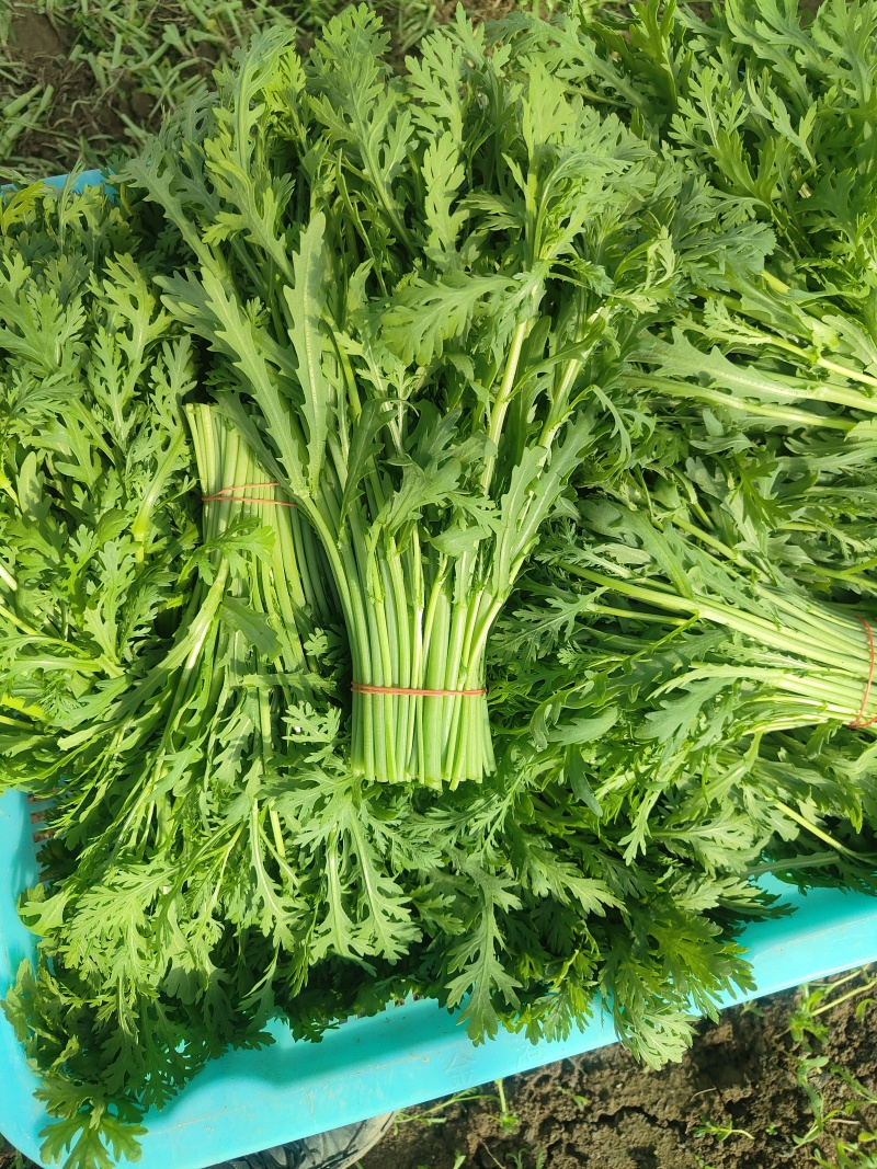 精品茼蒿供应各大市场、超市
