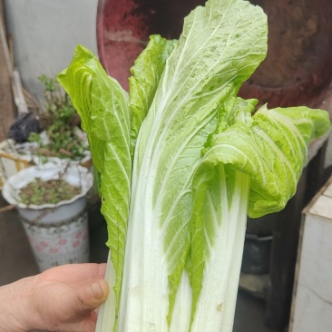 白菜
