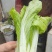 白菜