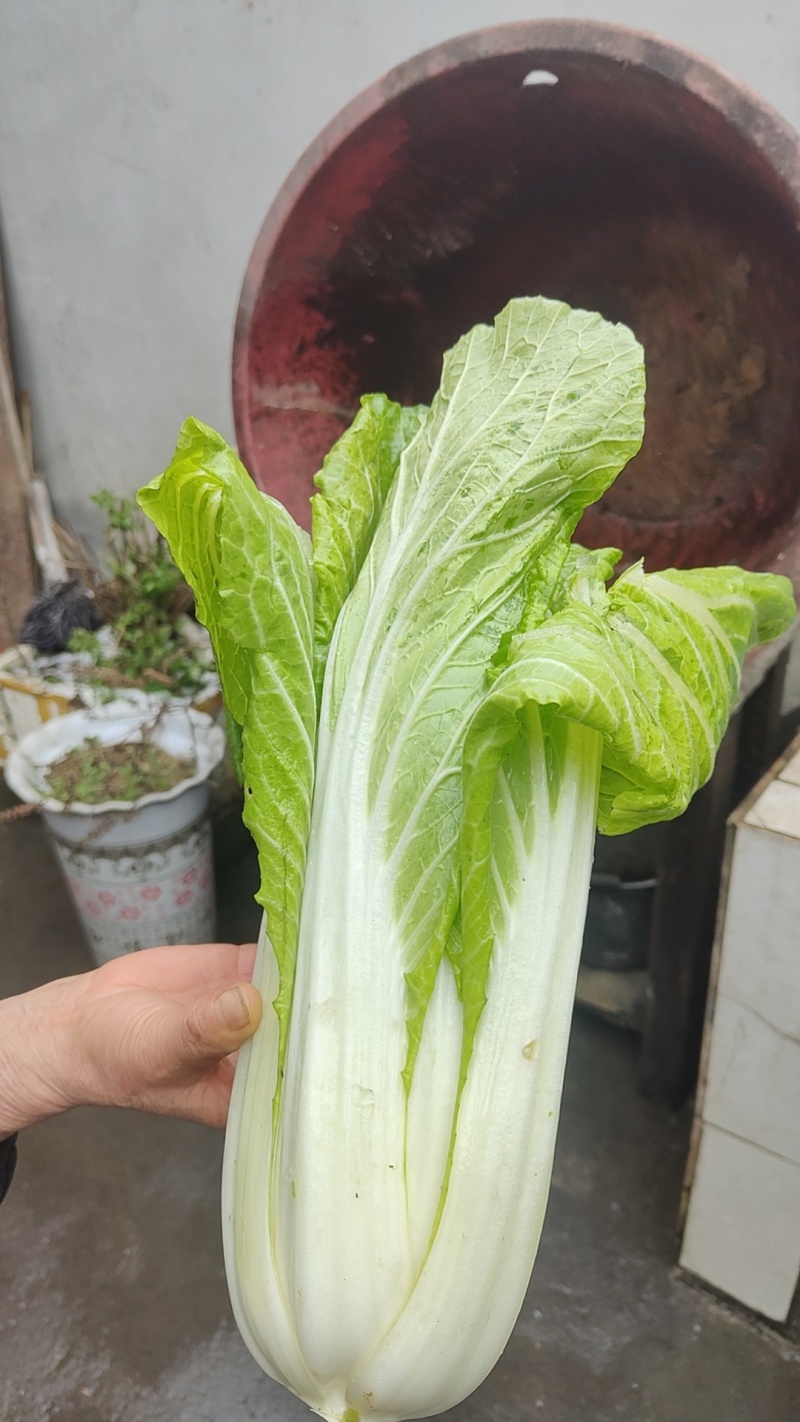 白菜