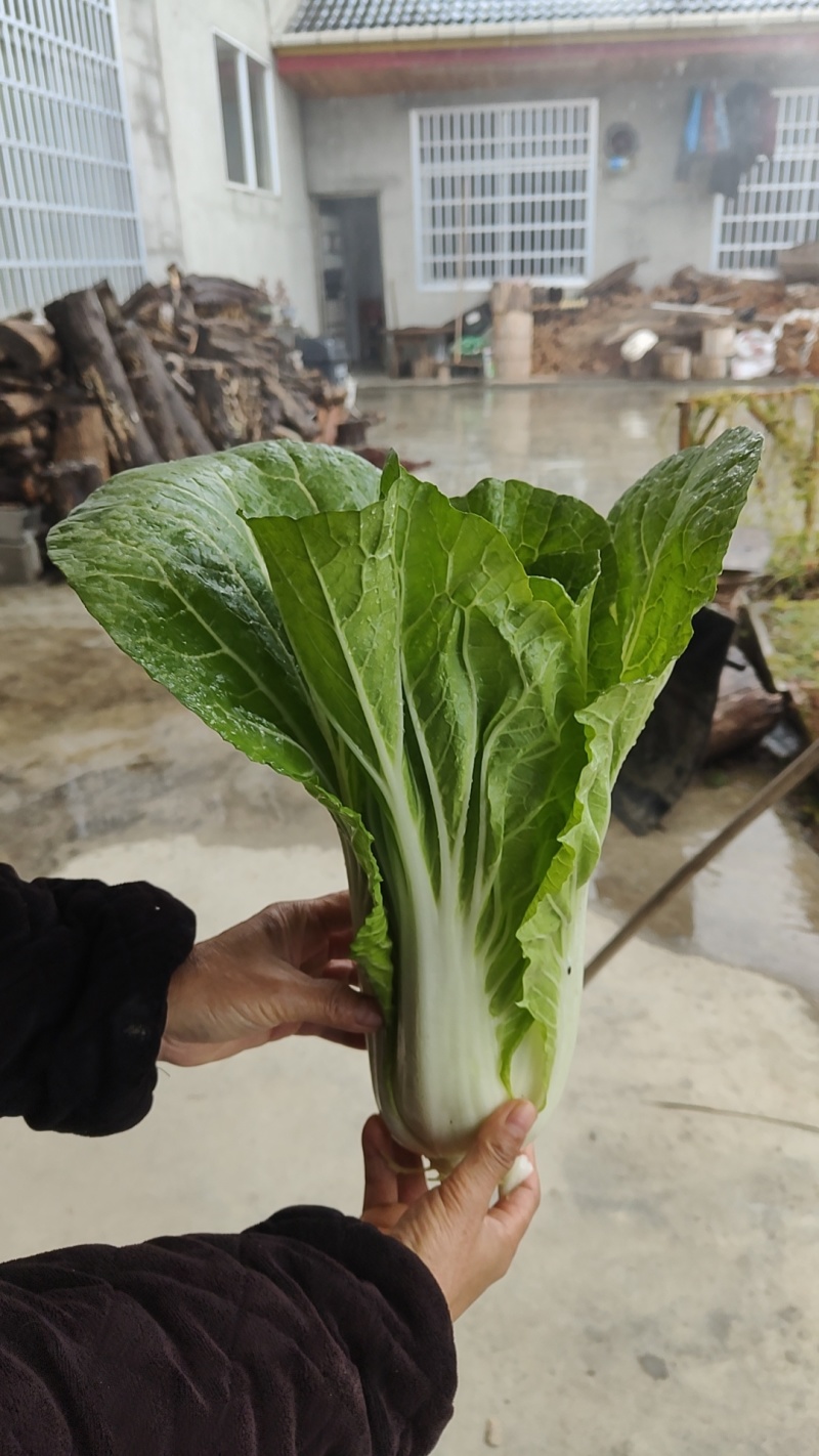 白菜