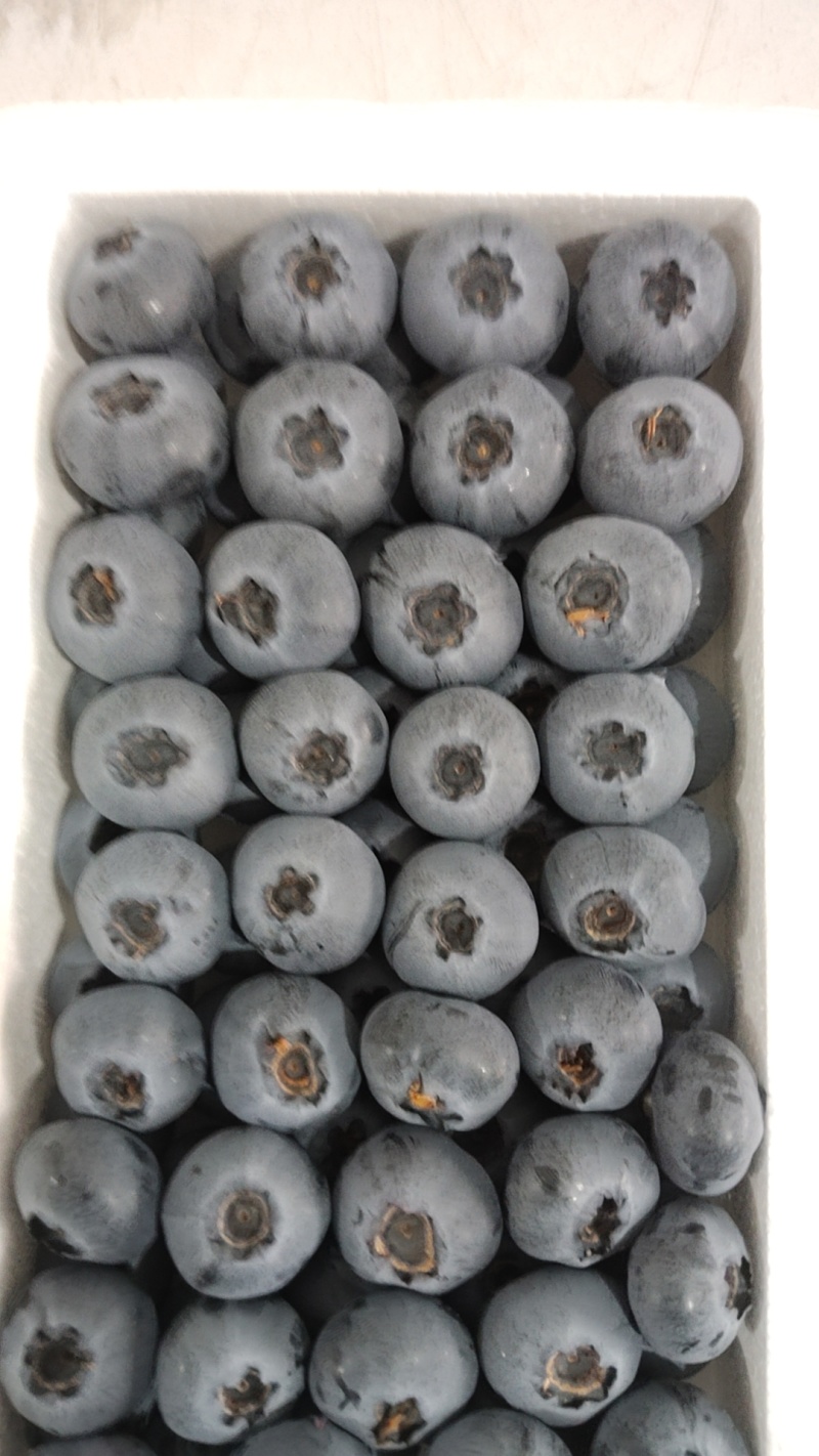 辽宁L11蓝莓提供纸箱泡沫箱礼品盒小盒子按需求分拣打包
