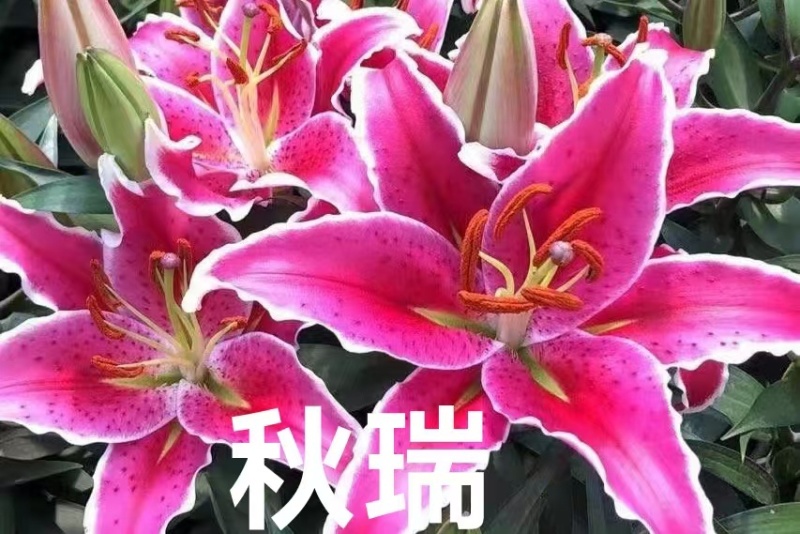 180娱乐圈百合秋瑞星光百合基地直销百合盆栽