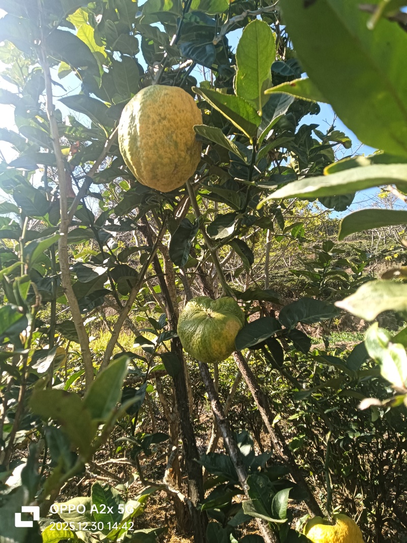 香橼观赏果新房新车空气清新剂脆甜食用水果
