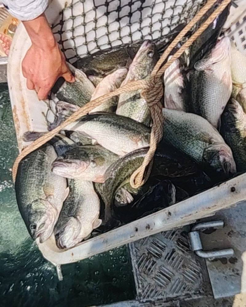 淡水鲈鱼