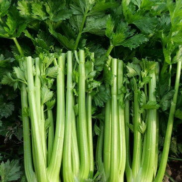 西施1号芹菜种子生长快速适应性广耐低温抽苔晚纤维少口感好
