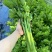 西施1号芹菜种子生长快速适应性广耐低温抽苔晚纤维少口感好