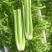 西施1号芹菜种子生长快速适应性广耐低温抽苔晚纤维少口感好