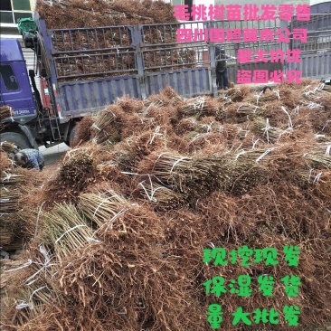毛桃树苗实生毛桃苗野生毛桃核苗桃树直生苗保湿快递量大价低