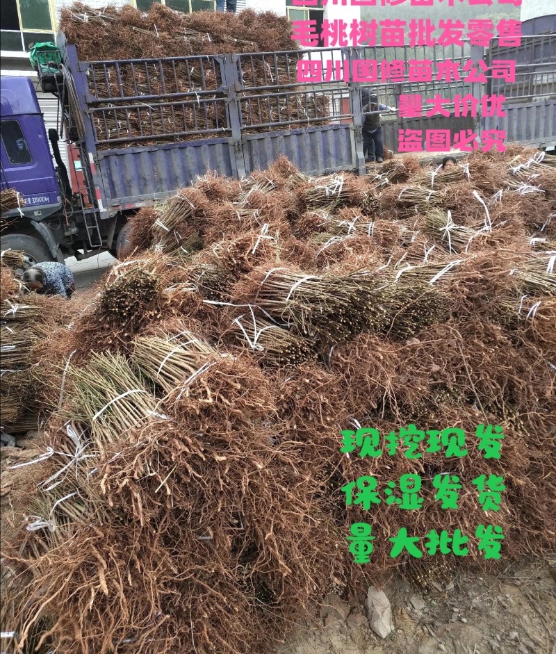 毛桃树苗实生毛桃苗野生毛桃核苗桃树直生苗保湿快递量大价低