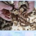 甘肃肉独活规格齐全，量大从优，对接市场批发商可视频看货