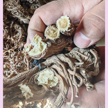 甘肃肉独活规格齐全，量大从优，对接市场批发商可视频看货