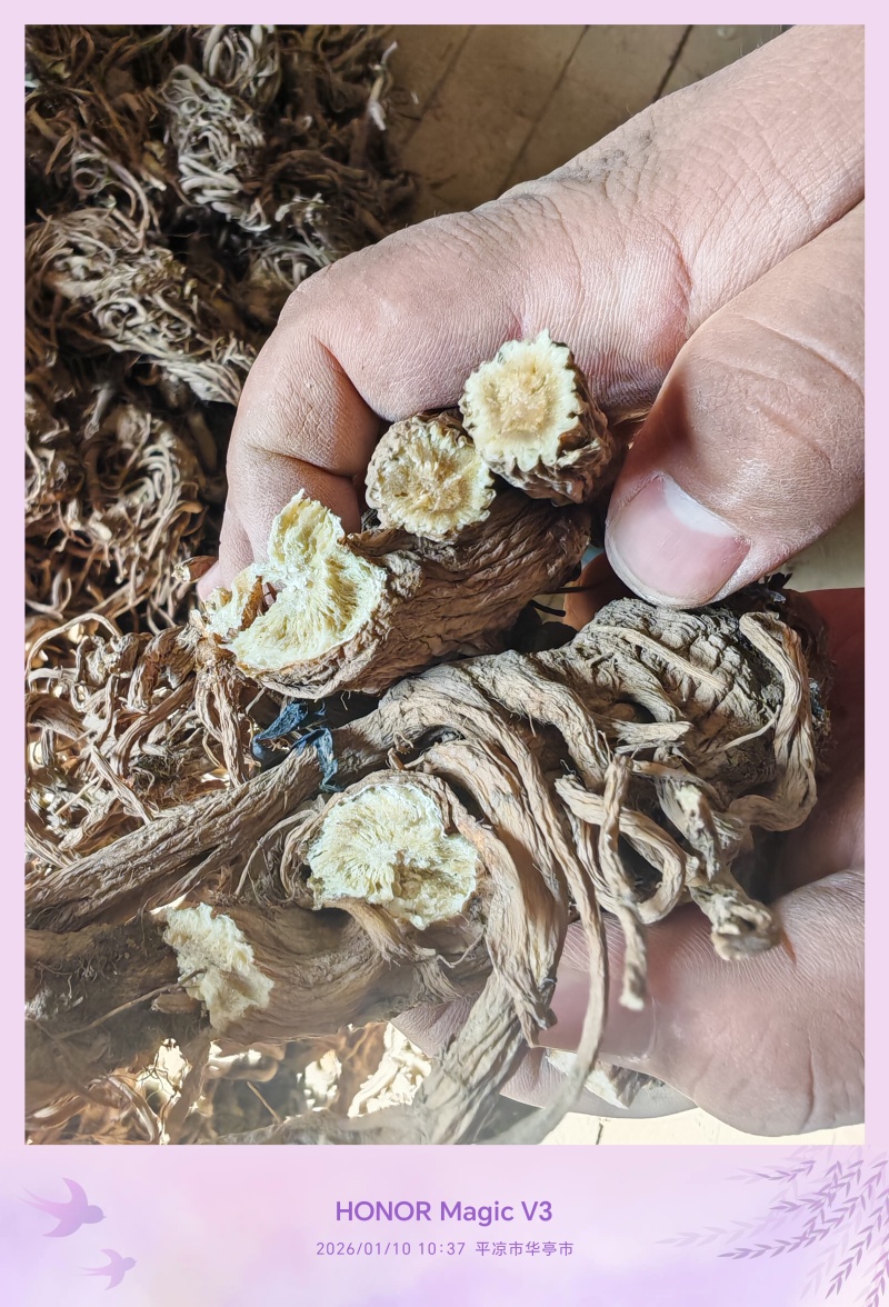 甘肃肉独活规格齐全，量大从优，对接市场批发商可视频看货