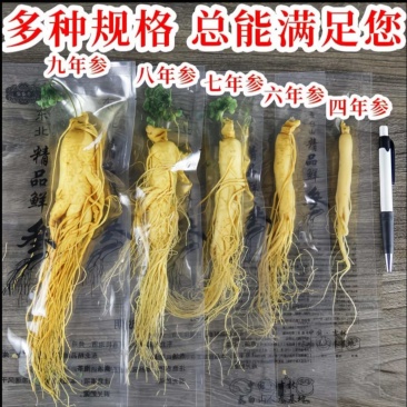 特大保鲜参人参真空包装泡酒参各种规格本链接为大规格参