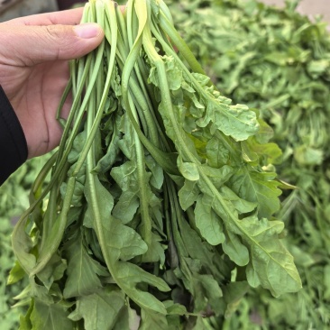 荠菜