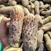 新疆沙漠大芸