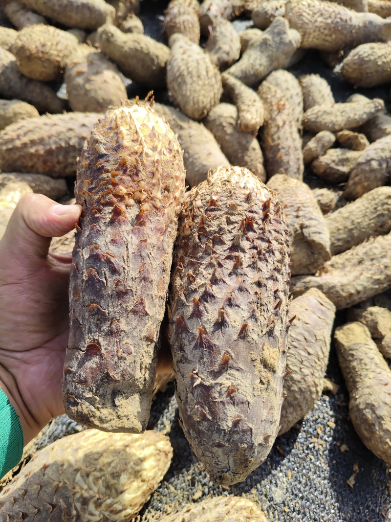 新疆沙漠大芸