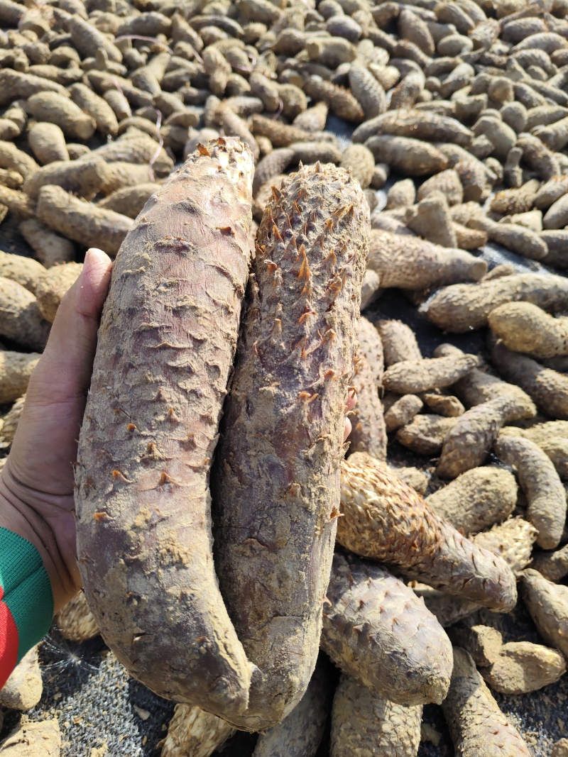 新疆沙漠大芸