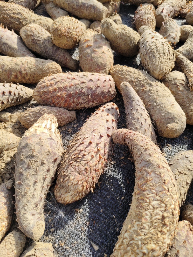 新疆沙漠大芸