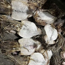 水发鱿鱼干淡干鱿鱼干延边朝鲜族鱿鱼干